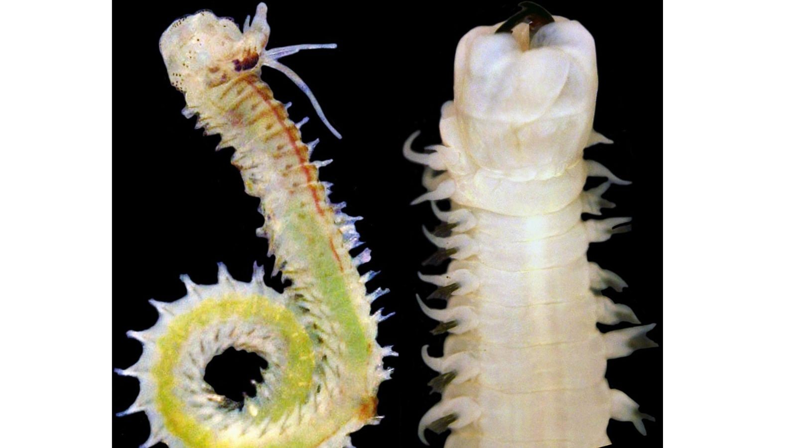 New ‘bio-warrior’ species discovered in Bay of Bengal ecosystem; meet the worms thriving where others die