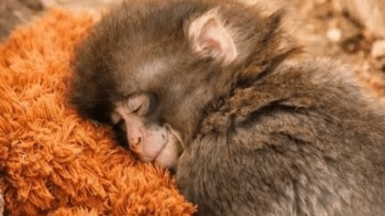 Who is 'Punch the monkey'? | Lifestyle Gallery News - The Indian Express