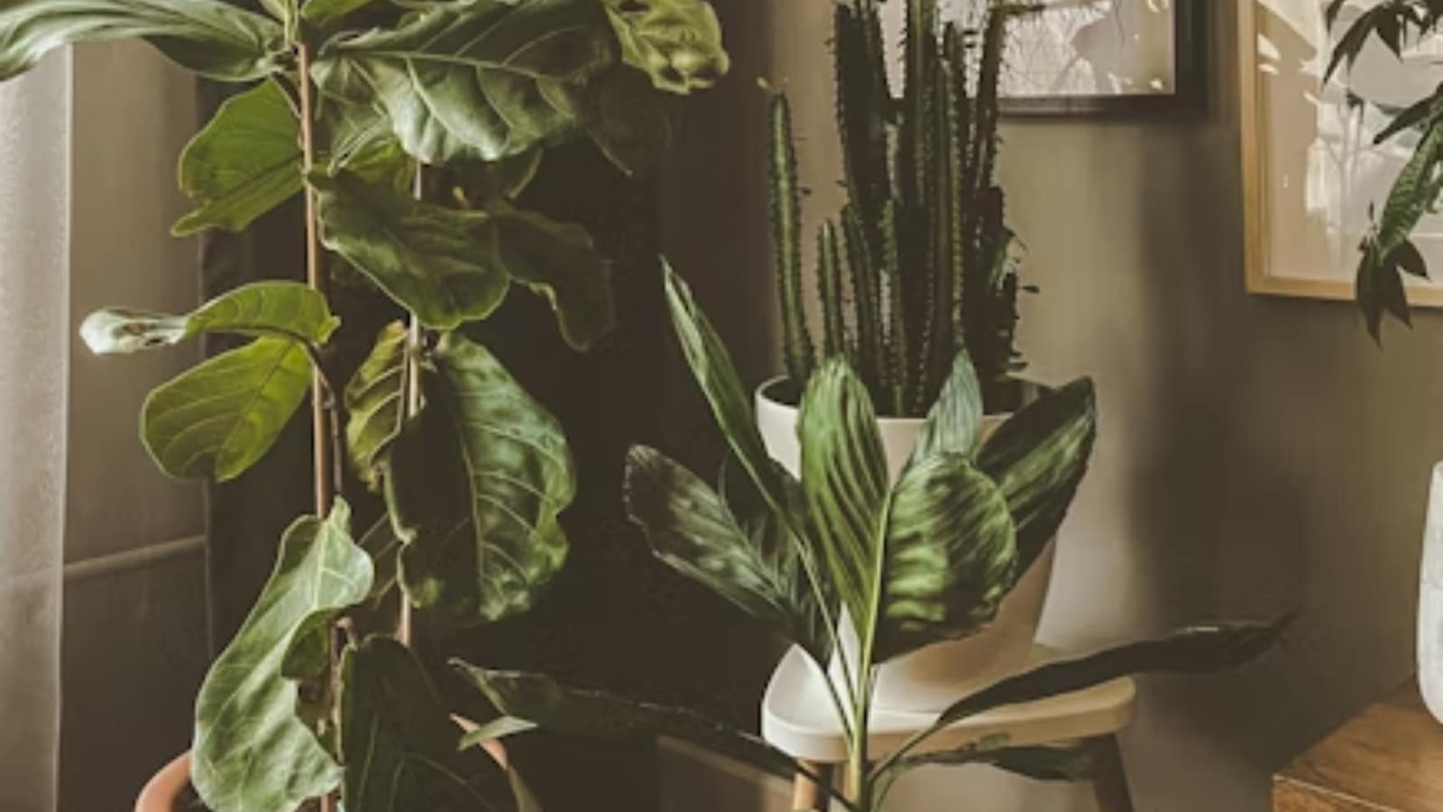 How to protect your houseplants from dust and pollution