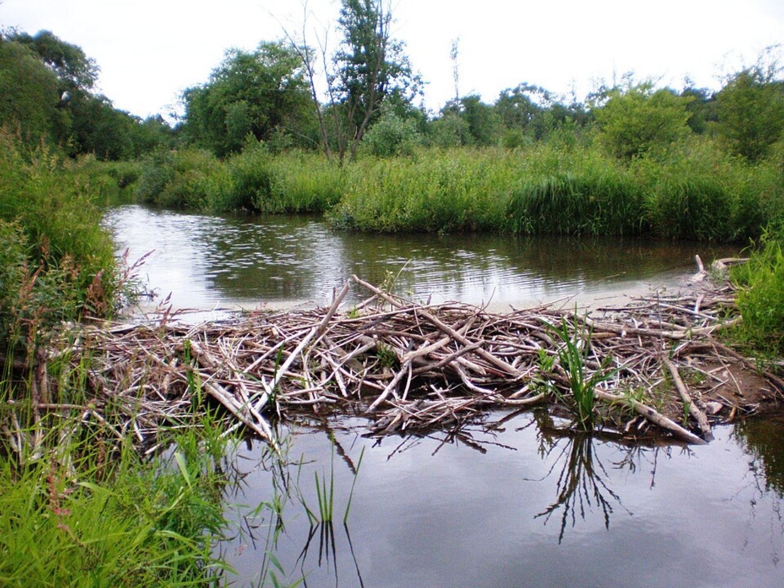 beaver dam