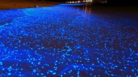 Videos showing bright blue waves rolling onto Mumbai’s Juhu beach at night have gone viral on social media.