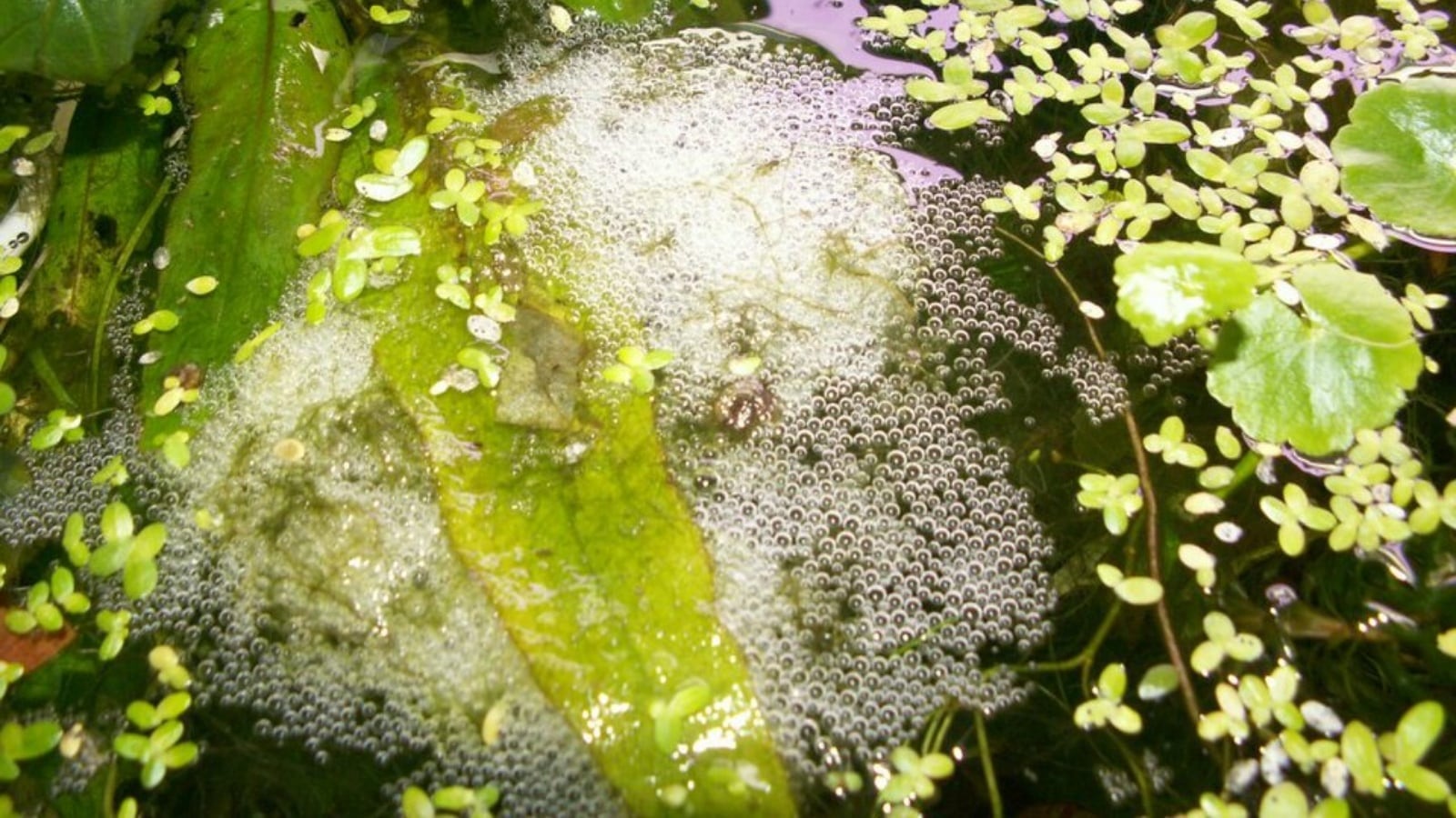 Architects of the wild: Animal homes that put human engineering to shame