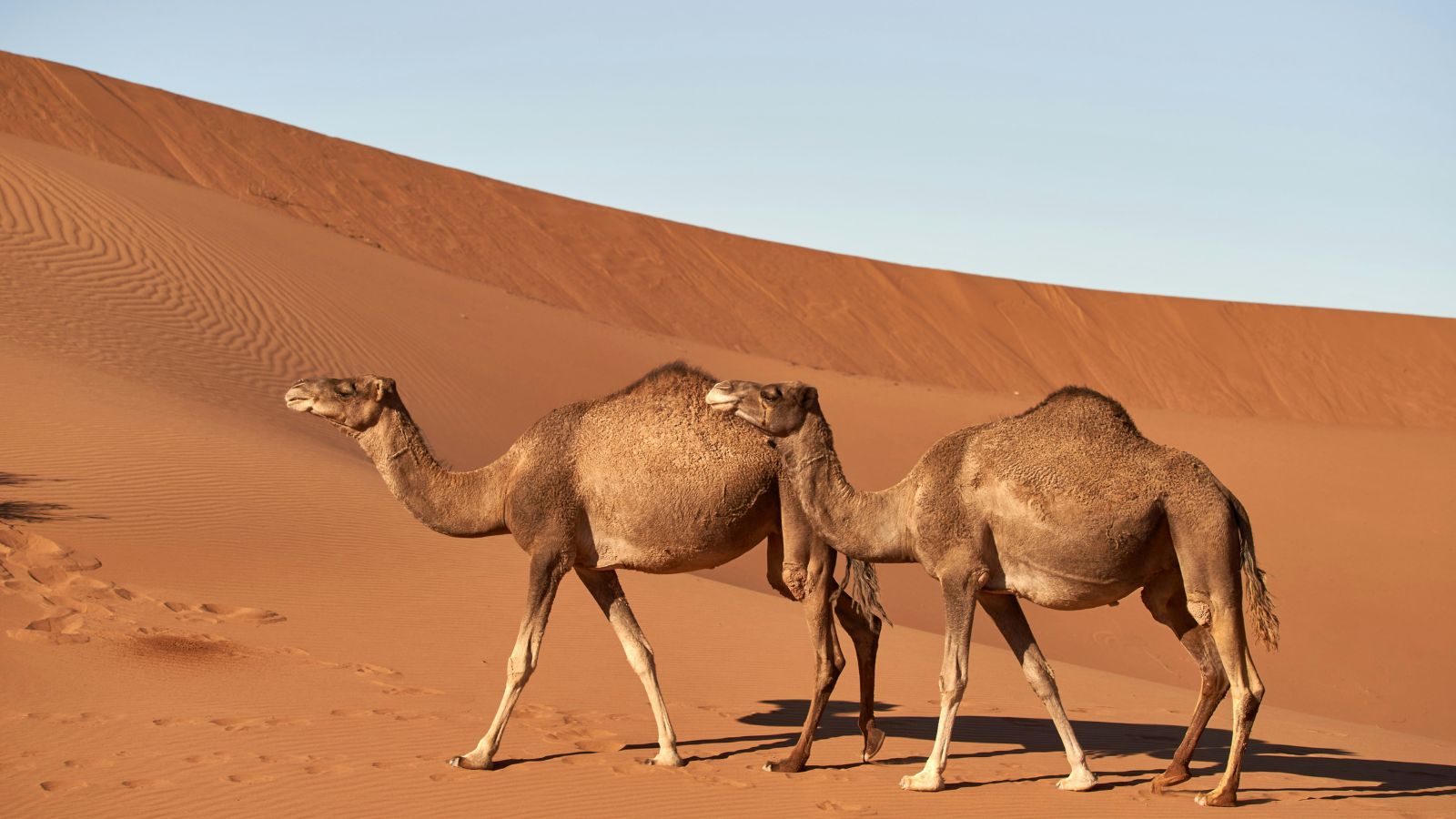 Camels in Saudi Arabia get passport identification: Here’s what it means