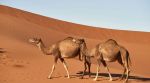 camels gets passport in Saudi Arabia