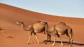camels gets passport in Saudi Arabia