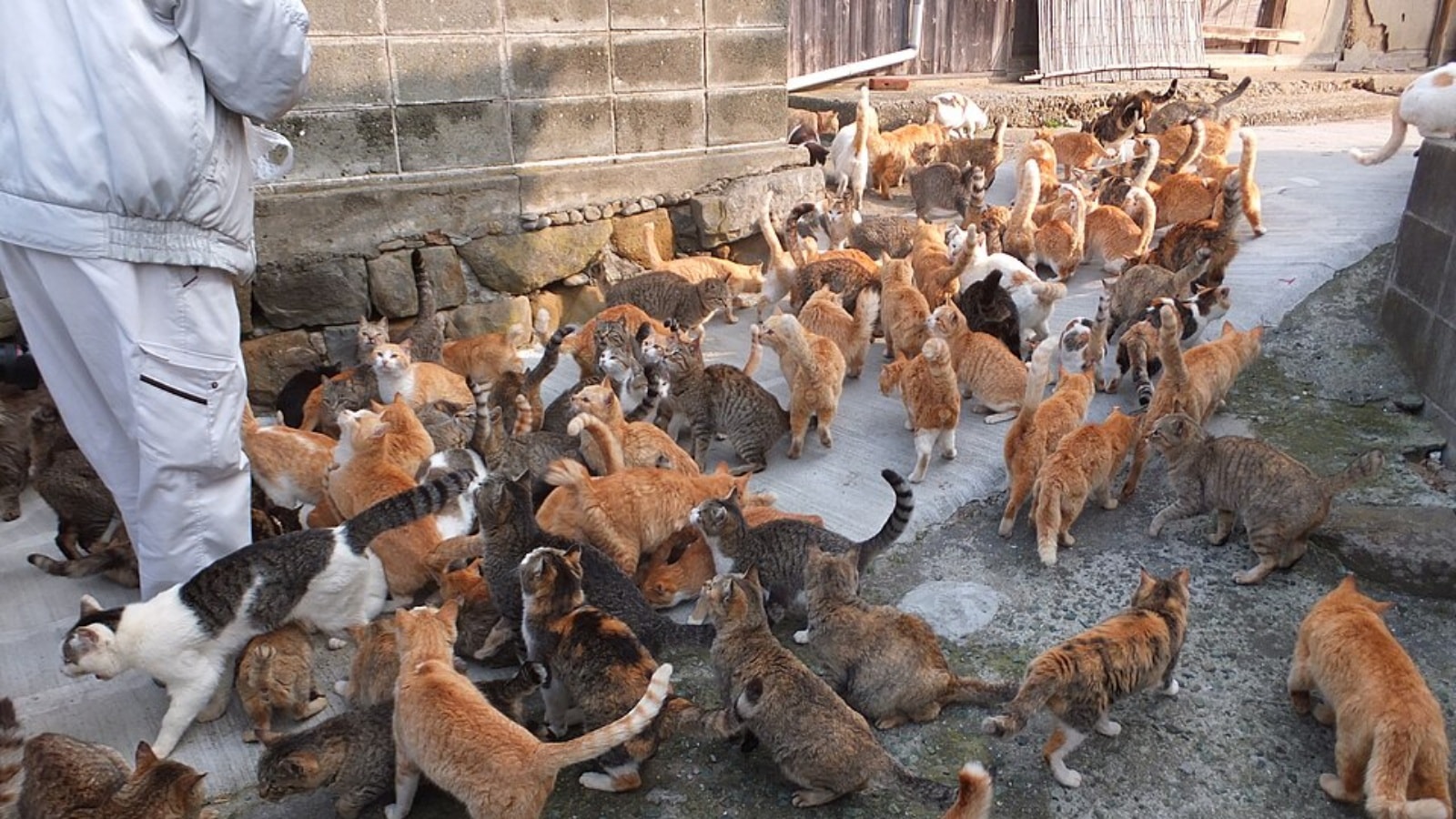 Humans as guests: 5 unique islands ruled by animals