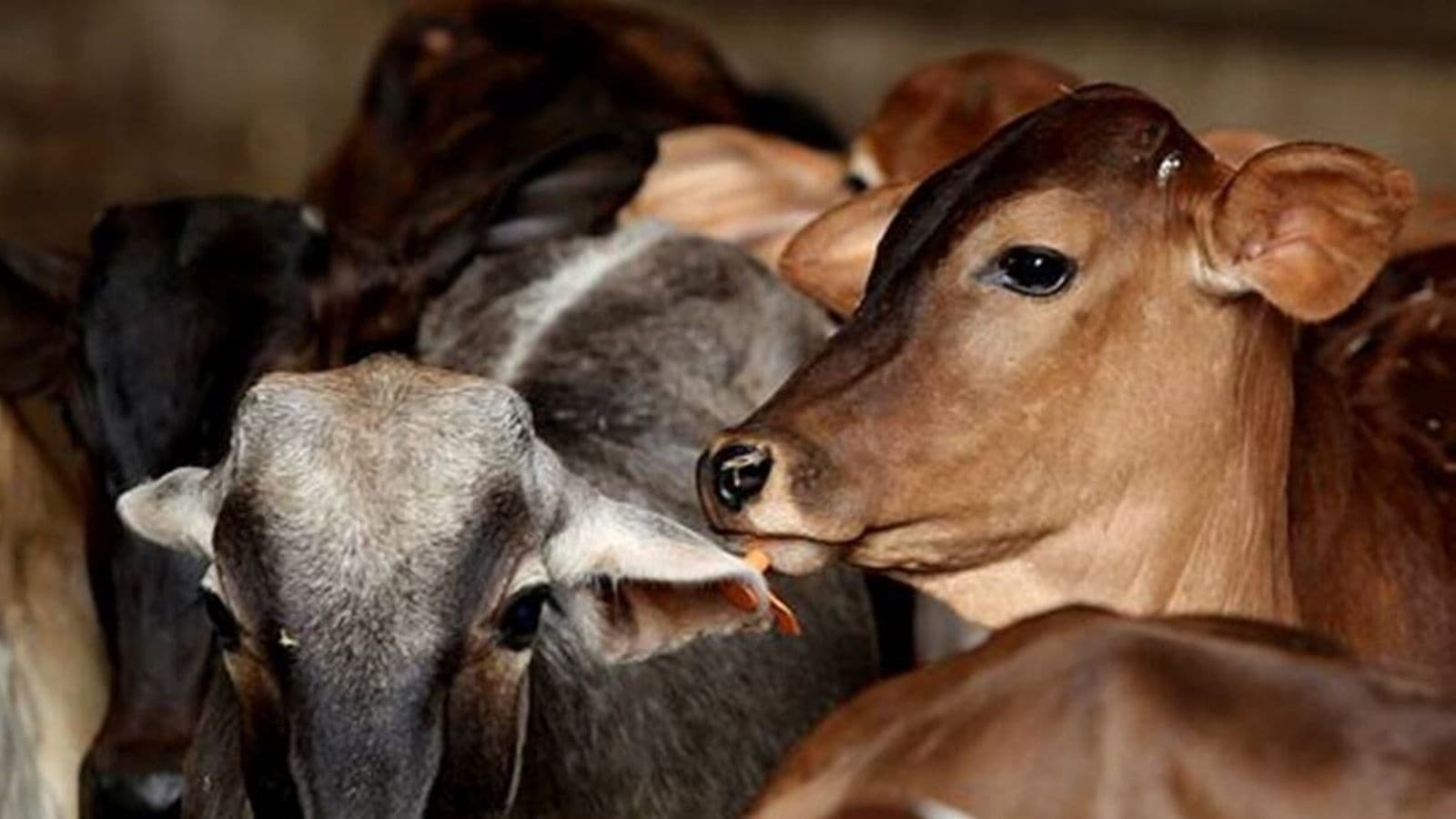 Apna Dal (K) district chief among four arrested as cattle smuggling racket busted in Mirzapur: Police