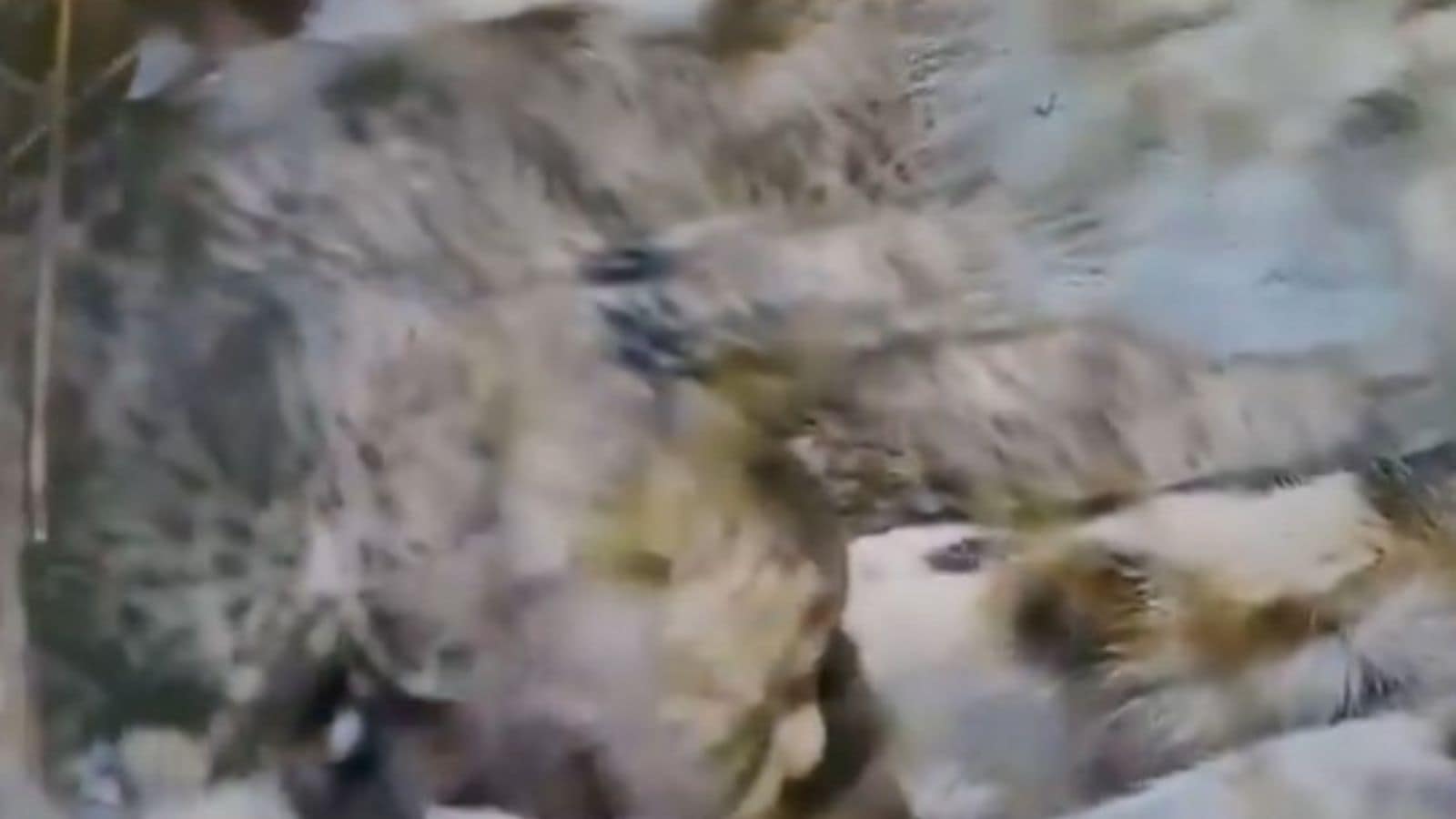 A second-time mom at Kuno: Aasha gives birth to 5 cubs