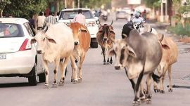 cattle, no cattle zone, ahmedabad,