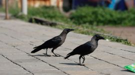 crow deaths in tamil nadu
