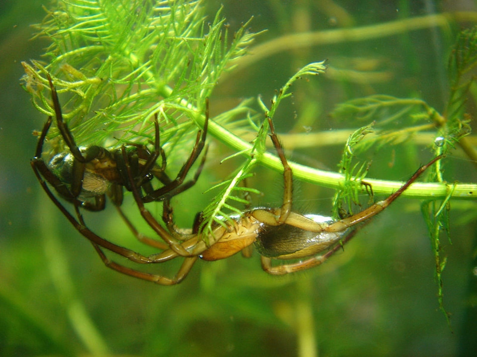 Diving bell spiders