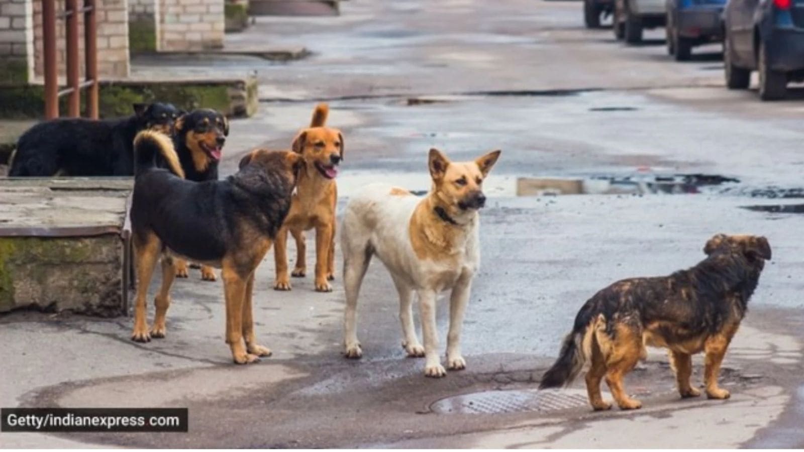 After Ahmedabad, Surat to get gas-powered dog crematorium