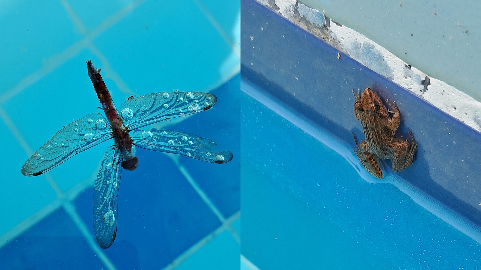 The Vanishing Insects of Goa: A Sterile Future by the Poolside