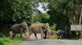 Wild elephant attack in UP? Mystery surrounds death of woman near Indo-Nepal border