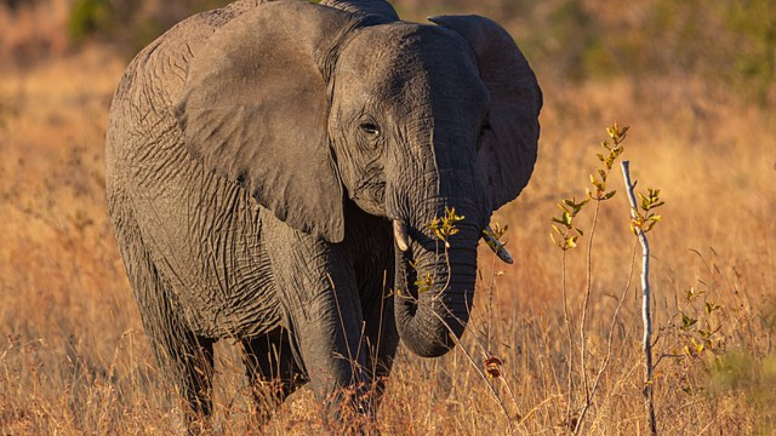 Six Fascinating Facts About Elephants You Probably Didn't Know