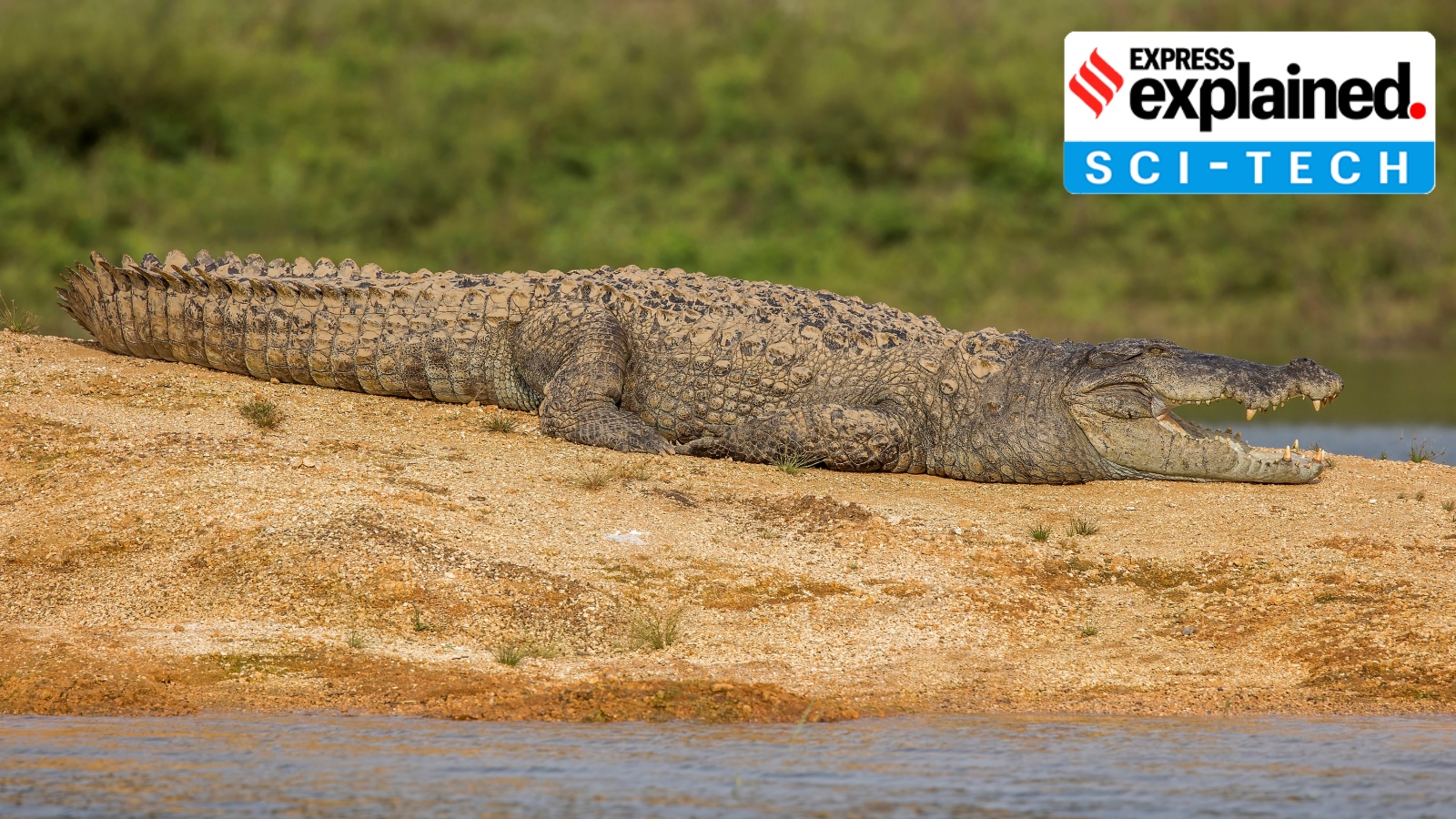 Vadodara's Crocodile Census Reveals Urban Reptile Behavior Post-River Cleanup