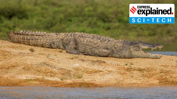 Mugger crocodiles are found within Vadodara's city limits.