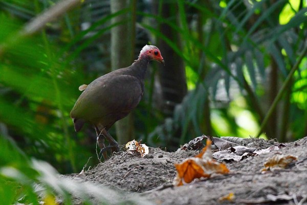 Nicobar megapode