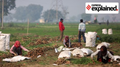 Farmers in Bulandshahr, Uttar Pradesh.