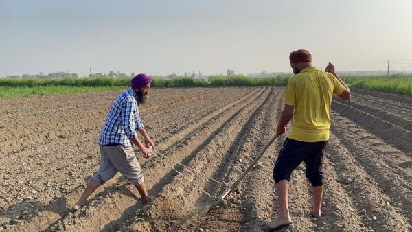 farmer Chirmal Singh Sekhon and his brother Jagtar Singh Sekhon at their farm