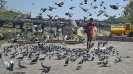 Who is development really for? Ask Delhi’s pigeons