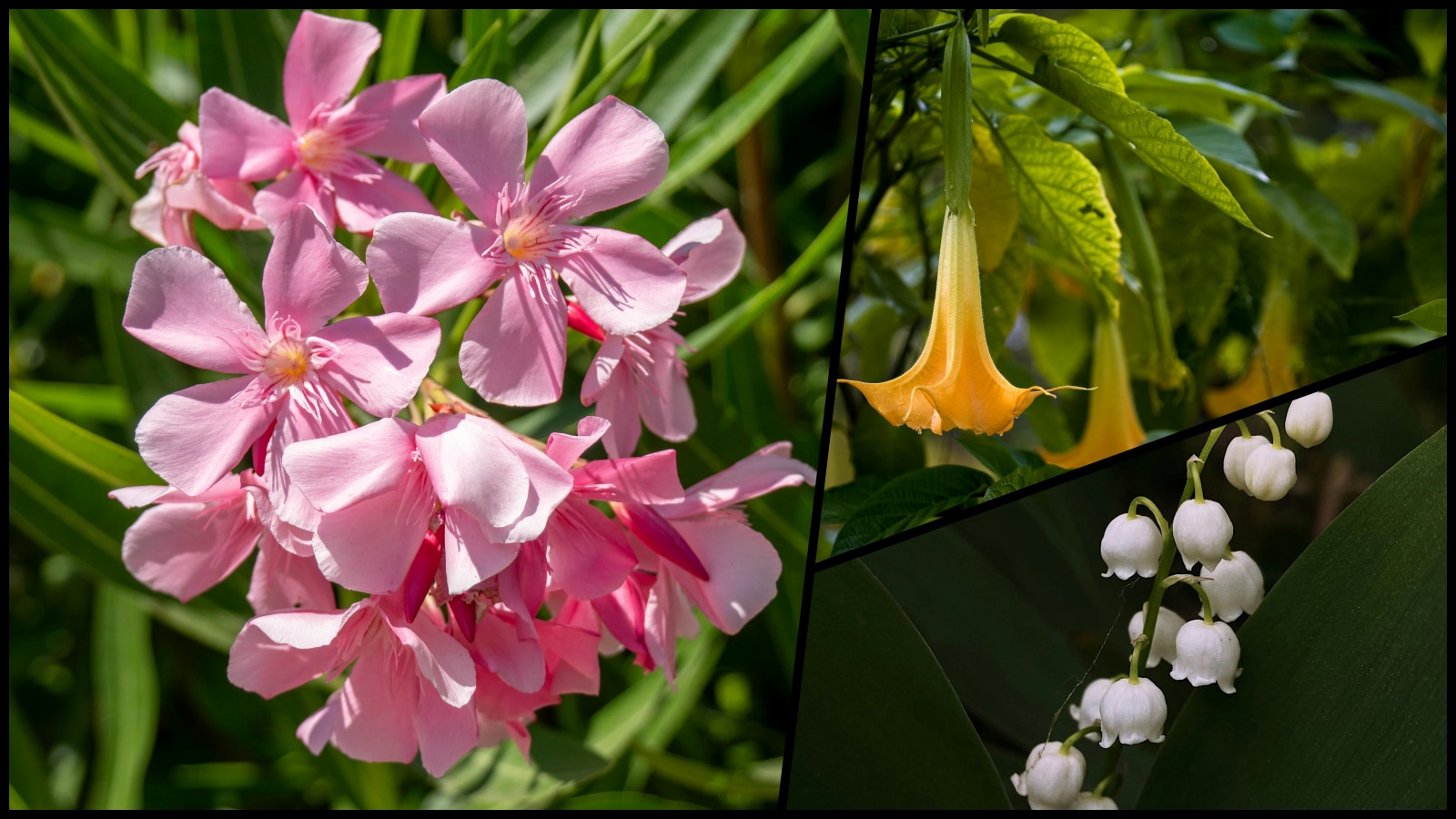 The Fatal Whiff: Why you should think twice before smelling these six popular flowers