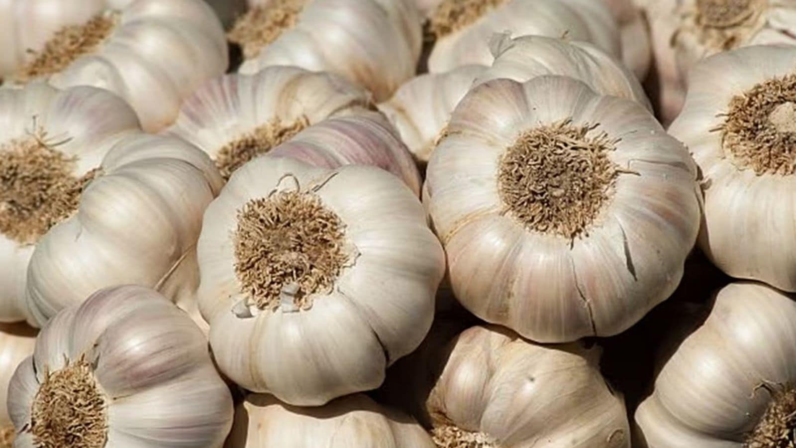 Kashmiri garlic: Crop that took Mohali’s marginal farmer from 1.5 acres to 4 acres