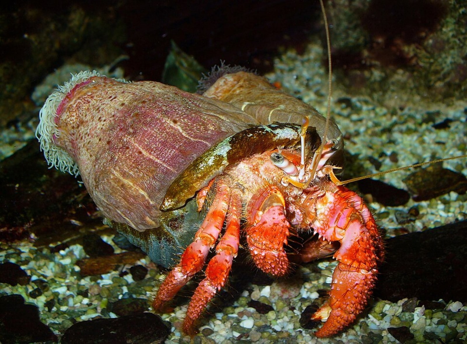  Large Red Hermit Crab