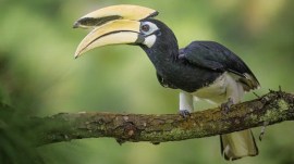 What are ‘hornbill restaurants’? Behind Chhattisgarh’s plan to make tiger reserve a haven for rare bird
