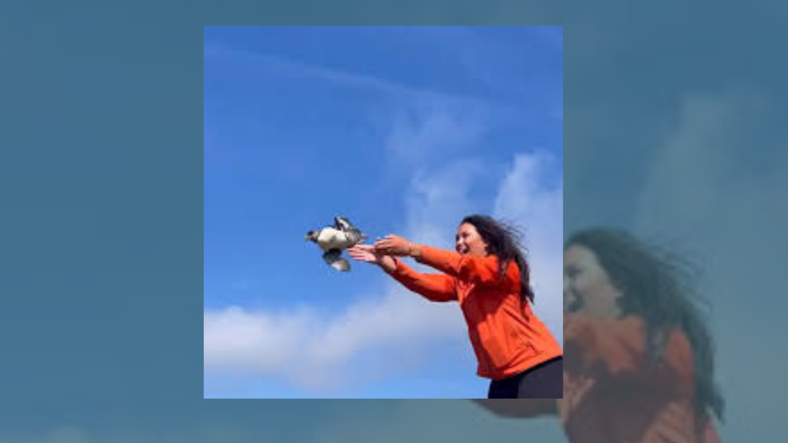 What is Iceland’s ‘puffling patrol’? Story behind the baby puffin rescue