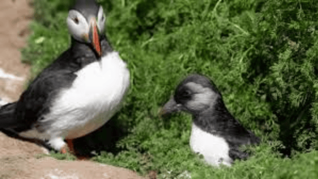 birds