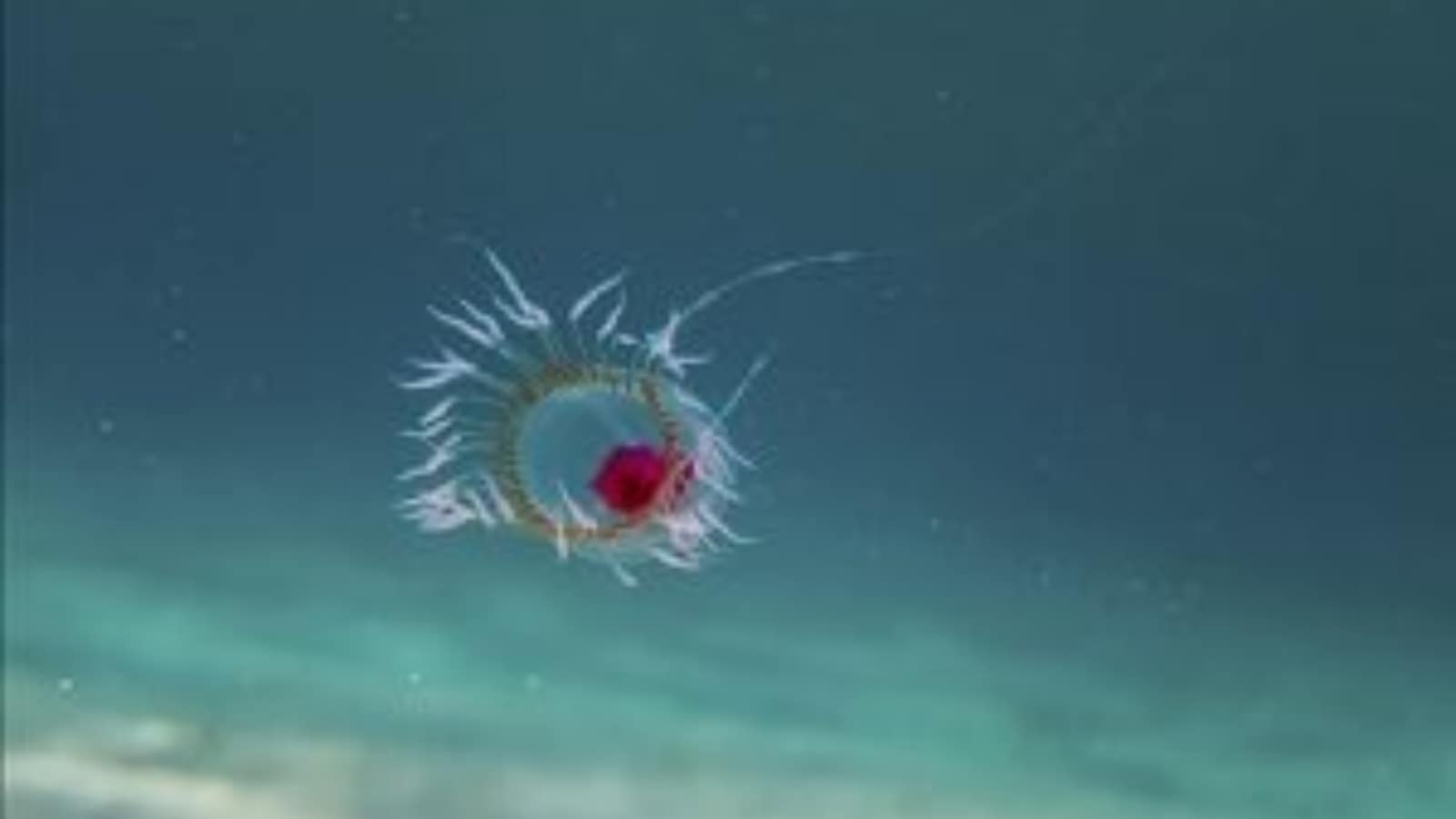 immortal jellyfish