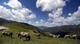 Proactive measures – from scientific habitat zoning to the establishment of specialised control rooms – are beginning to yield results. (Express Archive)