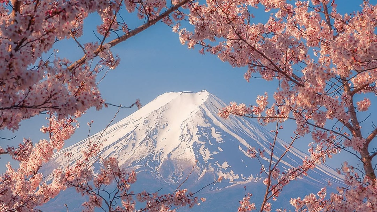 Overtourism Ends an Era: Japan cancels iconic Cherry Blossom Festival at Arakurayama Sengen Park