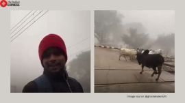 man saves cows railway crossing