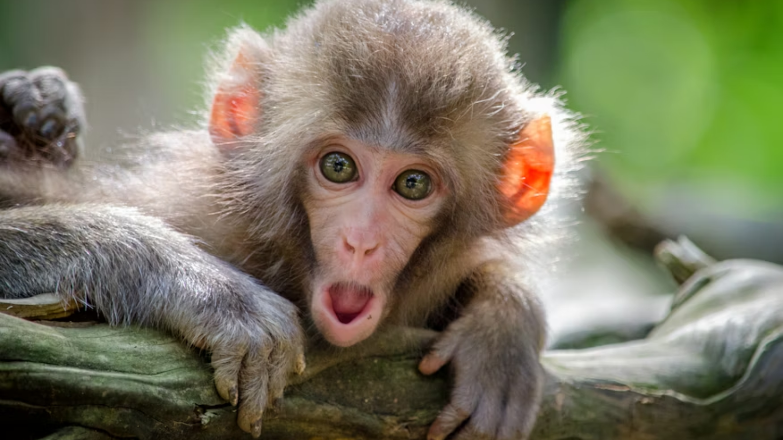 The surprising ‘human’ habits of monkeys | Lifestyle Gallery News - The ...