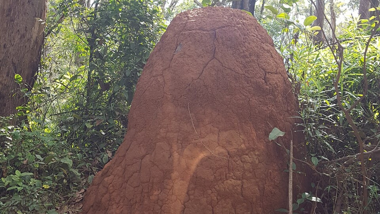 termite mound