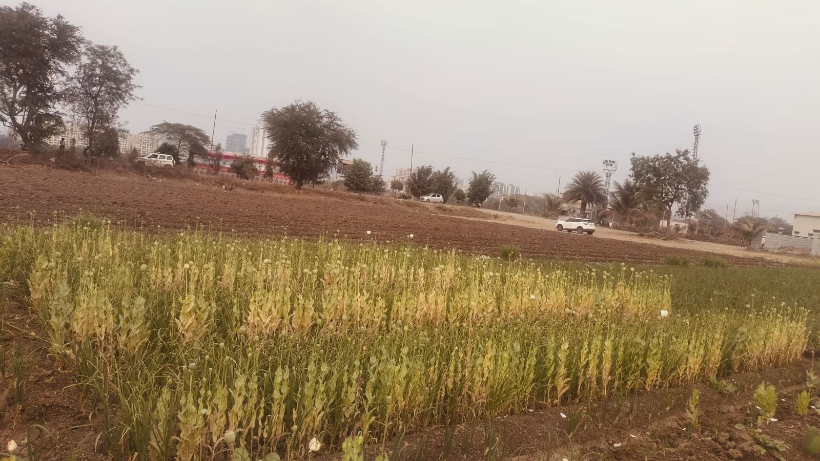 Opium poppies worth Rs 25 lakh found in Pune village, farmer arrested