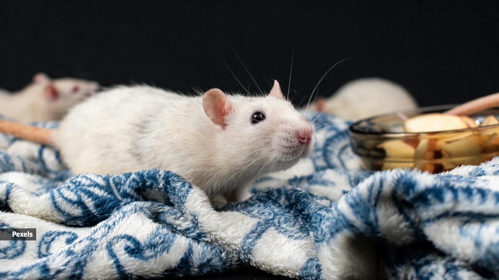 Why rats are the most misunderstood pets