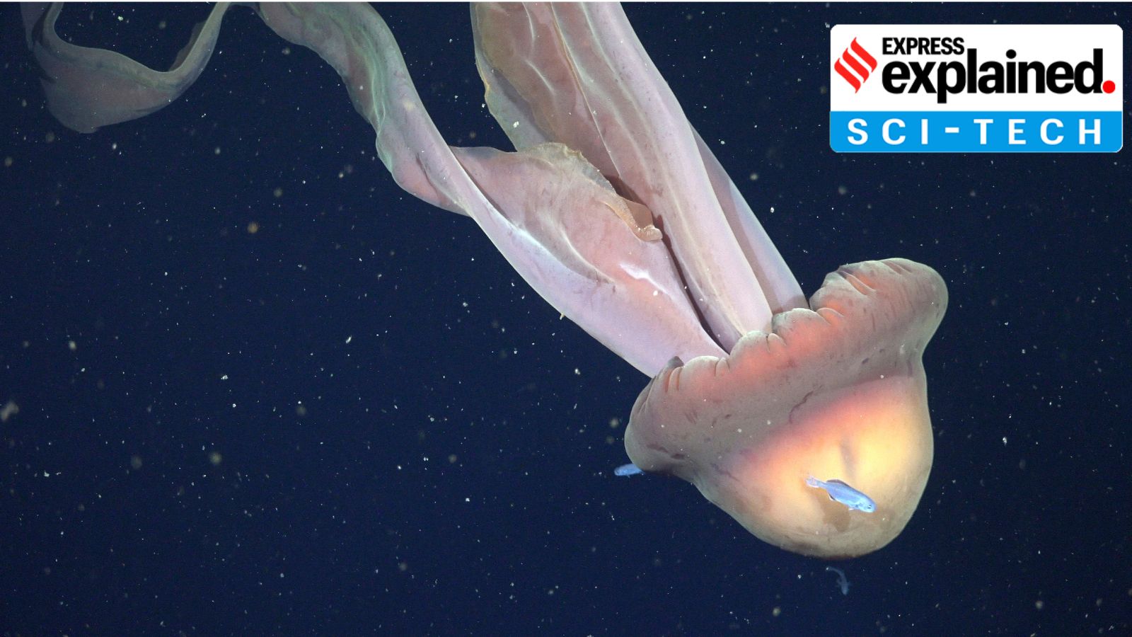 Rare Giant Phantom Jellyfish Filmed Off Argentina, Size of a School Bus