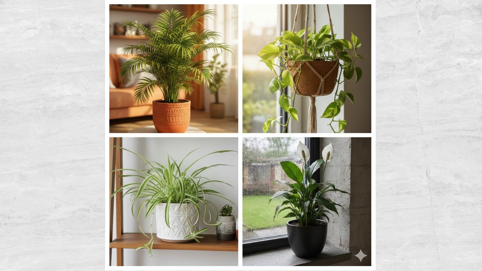 Nature’s air purifiers: 5 NASA-recommended houseplants that thrive in Indian Homes