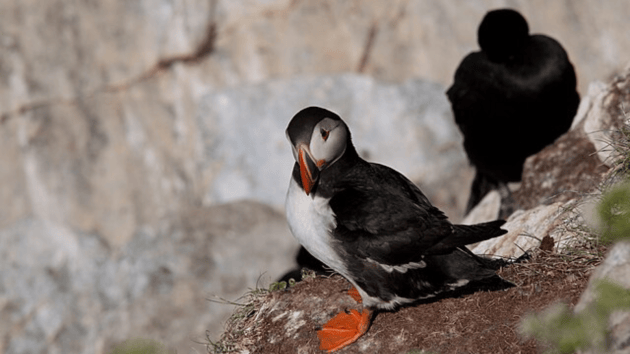 birds