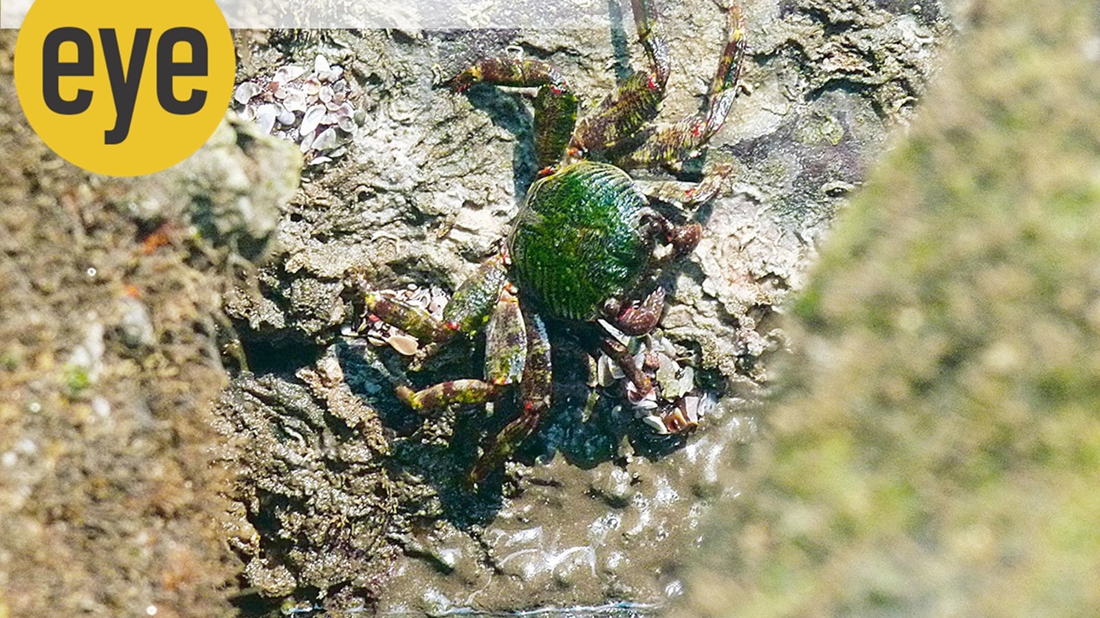 Exploring Morjim’s Tide Pools: A Quiet Wildlife Escape on Goa’s Northern Beaches