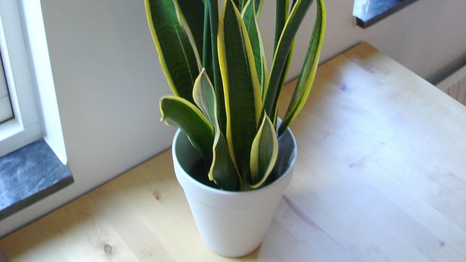 Snake plant