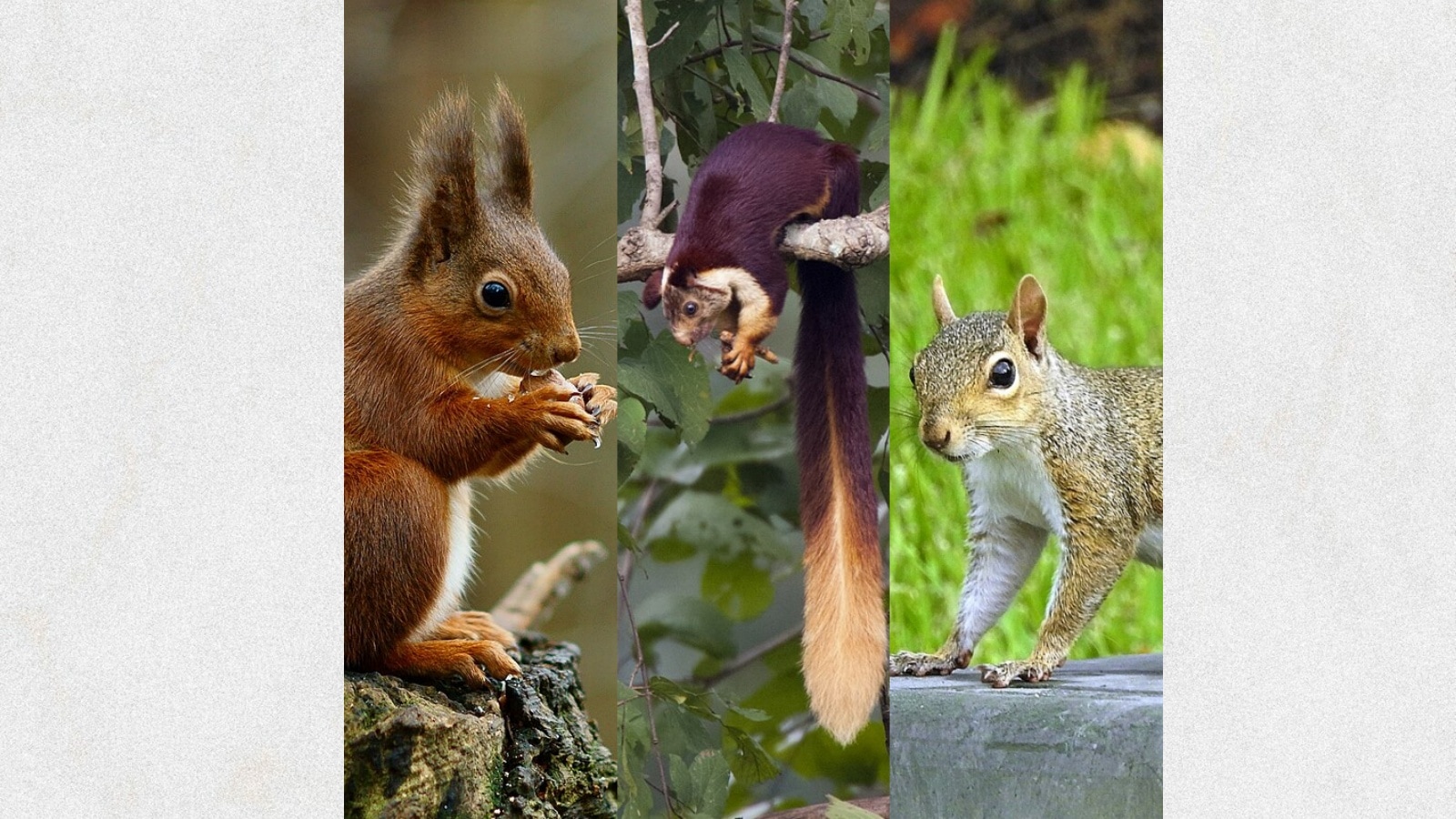 squirrel