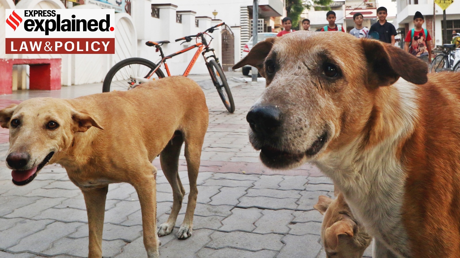 Expert: Eradicating Stray Dogs is Impossible, New Approach Needed