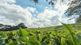 tea plantations