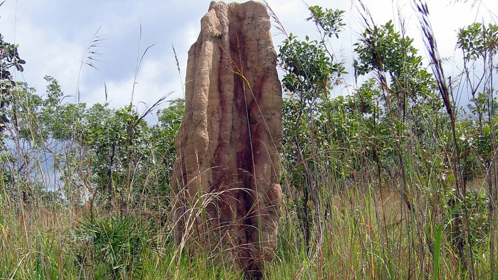 Skyscrapers to subways: The secret engineering marvels of the animal kingdom