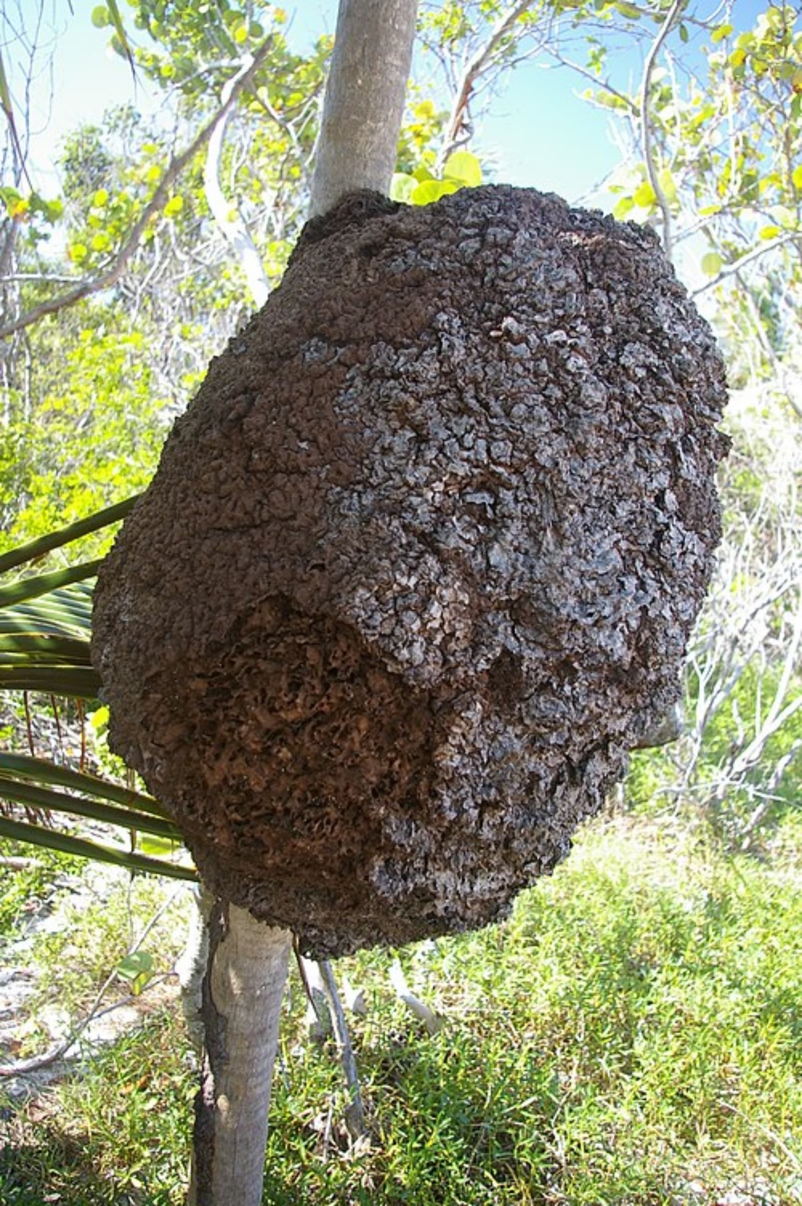 termite nest