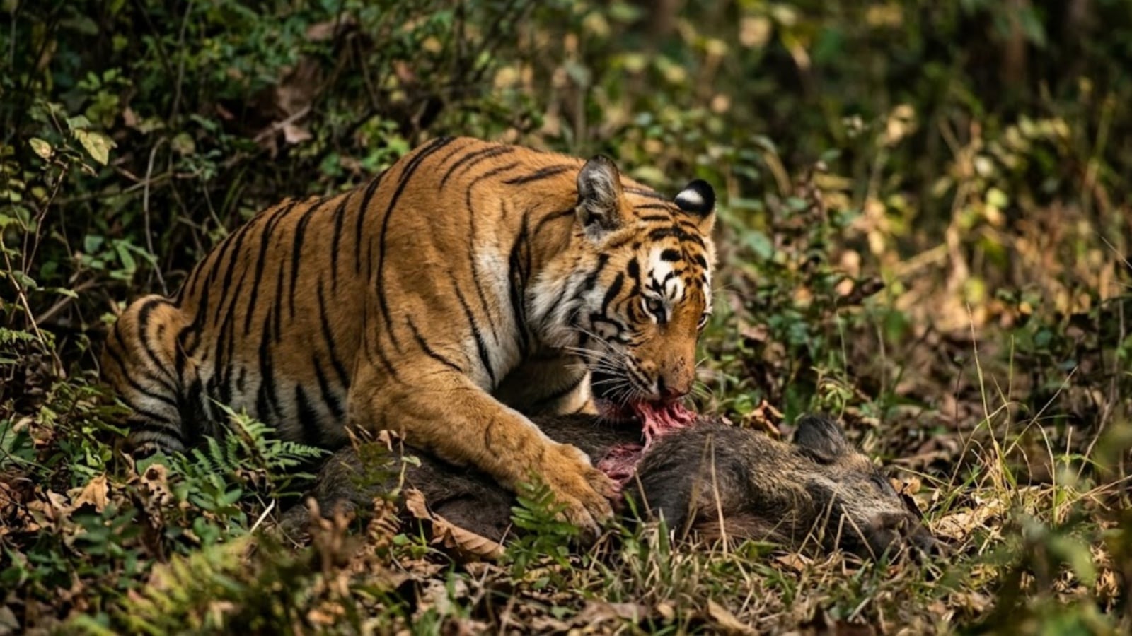 No, one bite doesn’t make a man-eater: Debunking the biggest tiger myth